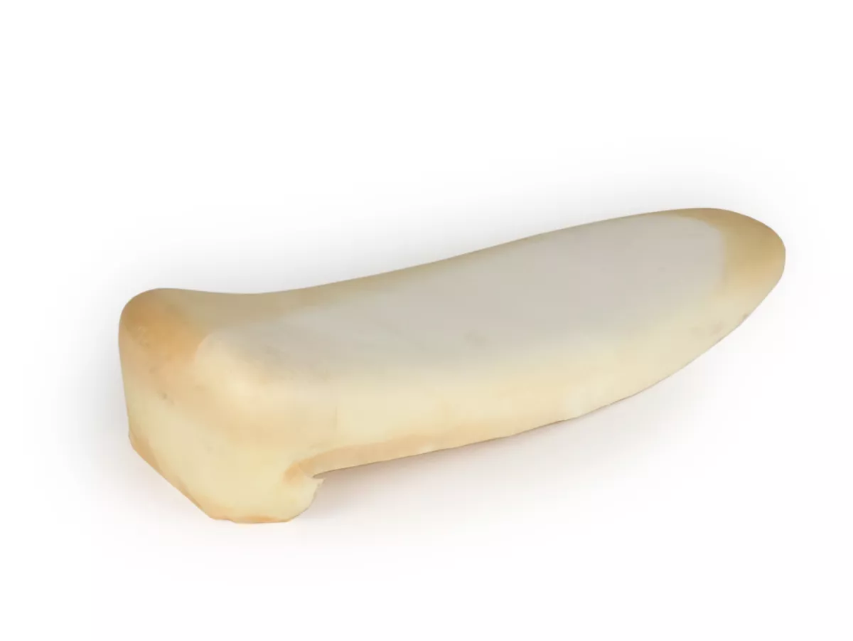 Cuscino di seduta (schiuma) -ZANGHERATTI- Vespa 125 ET3 (VMB1T)